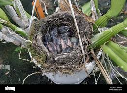 Attēlu rezultāti vaicājumam “Turdus merula nest”