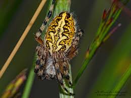 Attēlu rezultāti vaicājumam “Aculepeira ceropegia”