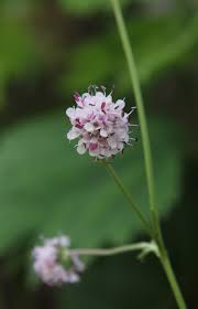 Attēlu rezultāti vaicājumam “Succisa pratensis”