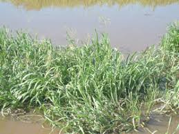 Attēlu rezultāti vaicājumam “Glyceria maxima”