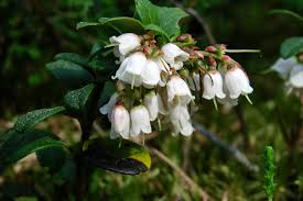 Attēlu rezultāti vaicājumam “Vaccinium vitis-idaea flower”