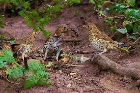 Attēlu rezultāti vaicājumam “Turdus philomelos adult”