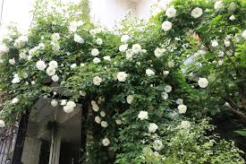 「アイスバーグ」の画像検索結果