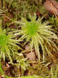 Attēlu rezultāti vaicājumam “Sphagnum squarrosum”