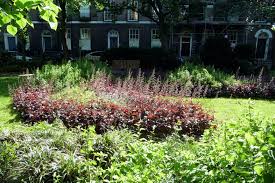 Image result for Heuchera `Palace Purple`