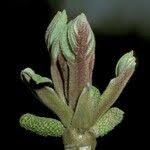 Attēlu rezultāti vaicājumam “Juglans mandshurica female flower”