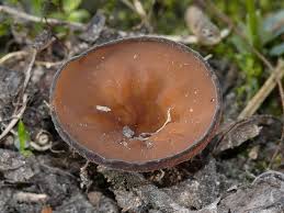 Attēlu rezultāti vaicājumam “Peziza badia”