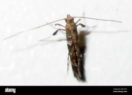 Attēlu rezultāti vaicājumam “Gracillariidae”