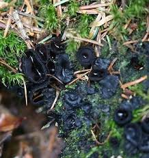 Attēlu rezultāti vaicājumam “Pseudoplectania nigrella”