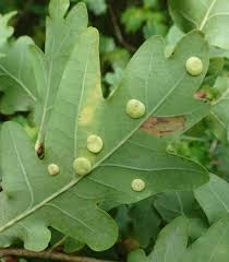 Attēlu rezultāti vaicājumam “Neuroterus albipes”