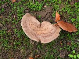 Attēlu rezultāti vaicājumam “Lactarius lygniotus”
