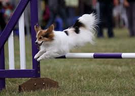 Image result for papillon