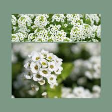 Image result for Alyssum diffusum
