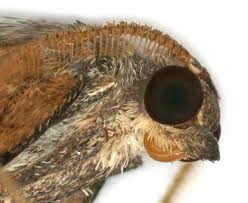 Attēlu rezultāti vaicājumam “Pennithera firmata”