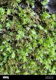 Attēlu rezultāti vaicājumam “Plagiomnium undulatum sporophyte”