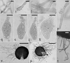 Attēlu rezultāti vaicājumam “Erysiphe galeopsidis”