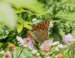 Attēlu rezultāti vaicājumam “Argynnis adippe male”