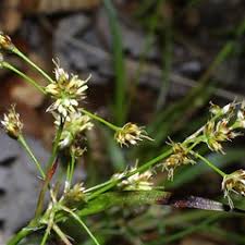 Attēlu rezultāti vaicājumam “Luzula pilosa bud”