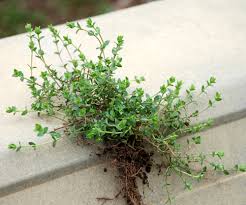 Attēlu rezultāti vaicājumam “Arenaria serpyllifolia”