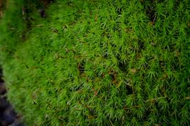 Attēlu rezultāti vaicājumam “Dicranum majus”