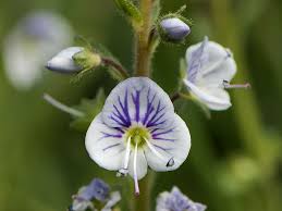 Attēlu rezultāti vaicājumam “Veronica serpyllifolia leaf”