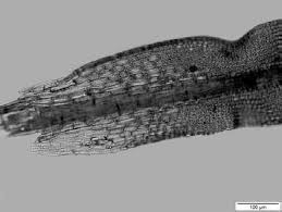 Attēlu rezultāti vaicājumam “Schistidium dupretii sporophyte”