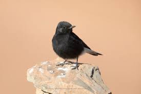 Image result for Oenanthe leucopyga