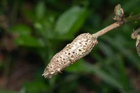 Attēlu rezultāti vaicājumam “Diastrophus rubi”