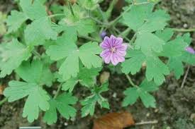Attēlu rezultāti vaicājumam “Geranium bohemicum”