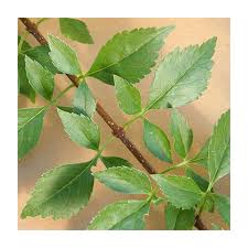 Attēlu rezultāti vaicājumam “Forsythia suspensa”