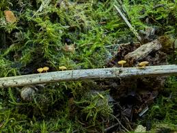 Attēlu rezultāti vaicājumam “Rimbachia neckerae”