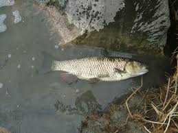 Image result for Squalius cephalus