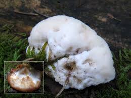 Attēlu rezultāti vaicājumam “Postia fragilis”