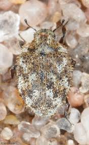 Attēlu rezultāti vaicājumam “Byrrhidae”