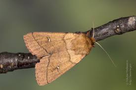 Attēlu rezultāti vaicājumam “Mythimna turca”