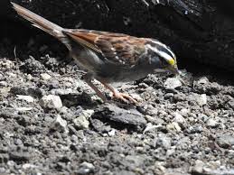 Image result for Zonotrichia albicollis