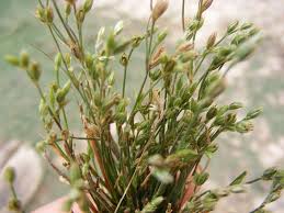 Attēlu rezultāti vaicājumam “Juncus bufonius bud”
