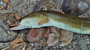 Image result for Anguilla anguilla