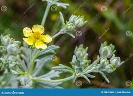 Attēlu rezultāti vaicājumam “Potentilla arenaria flower”