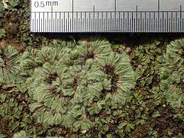 Attēlu rezultāti vaicājumam “Trichia erecta”