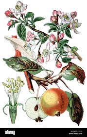 Attēlu rezultāti vaicājumam “Malus domestica”