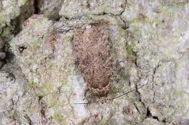 Attēlu rezultāti vaicājumam “Agonopterix heracliana”