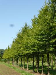 Attēlu rezultāti vaicājumam “Fagus sylvatica fo. laciniata leaf”
