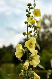 Image result for Alcea rugosa