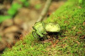 Attēlu rezultāti vaicājumam “Bryum funkii macro”