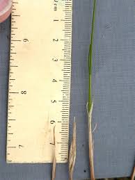 Attēlu rezultāti vaicājumam “Trichophorum alpinum fruit”