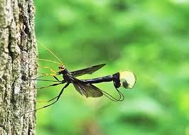 Attēlu rezultāti vaicājumam “Ichneumonidae”