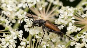 Attēlu rezultāti vaicājumam “Anastrangalia sanguinolenta male”