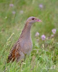 Image result for Crex crex