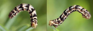 Attēlu rezultāti vaicājumam “Eupithecia pusillata”